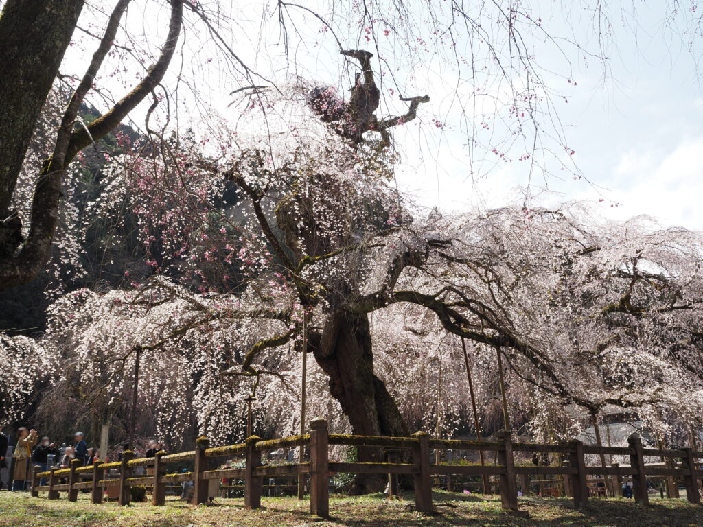 清雲寺の樹齢600年のしだれ桜