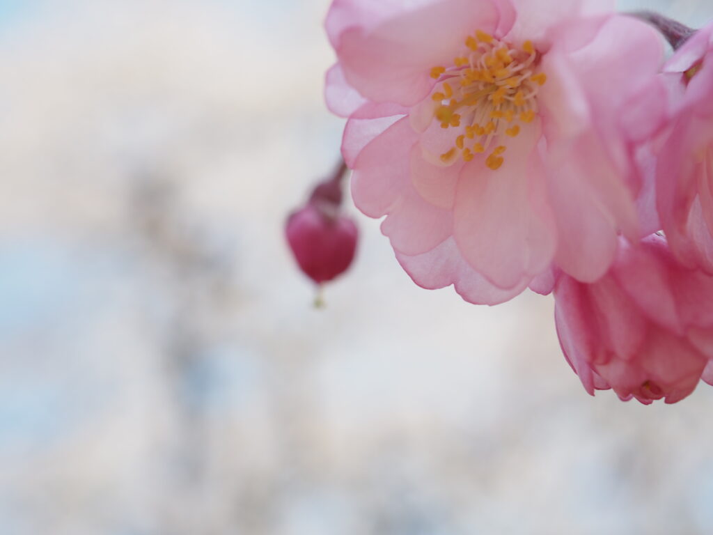 清雲寺のべにしだれ桜