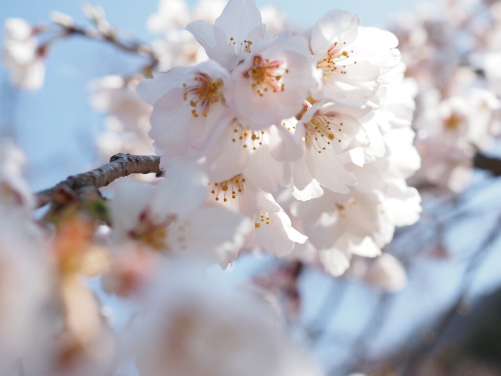 清雲寺のしだれ桜