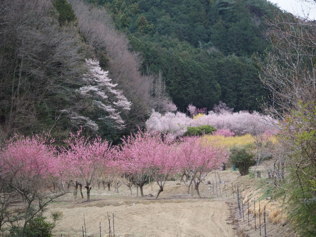 小川町の桃源郷の遠景