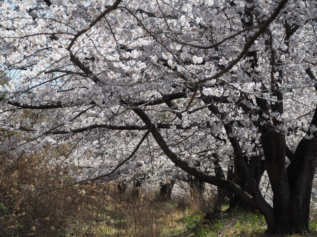 虎山の桜
