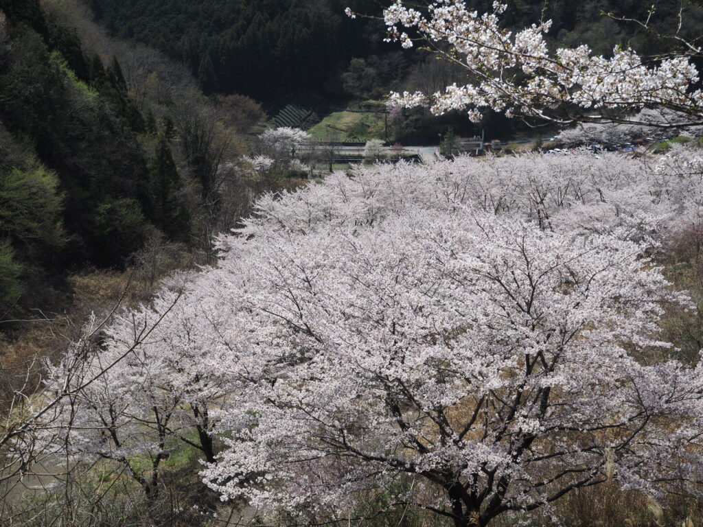 虎山の桜