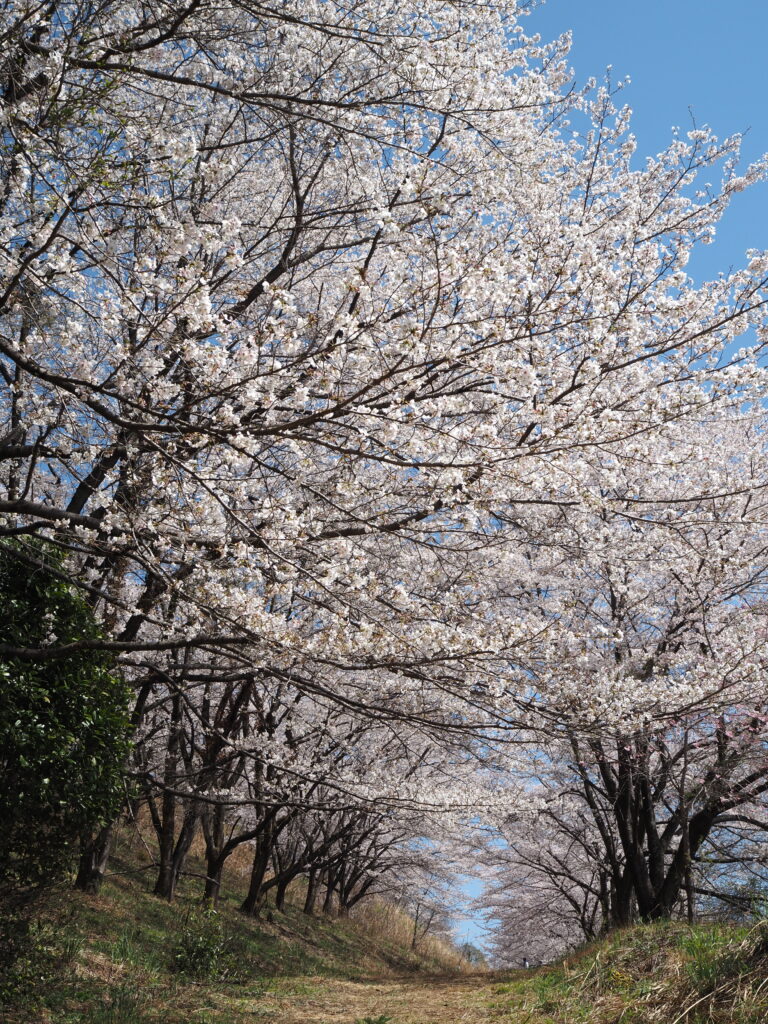 虎山の桜