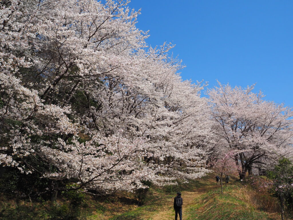 虎山の桜