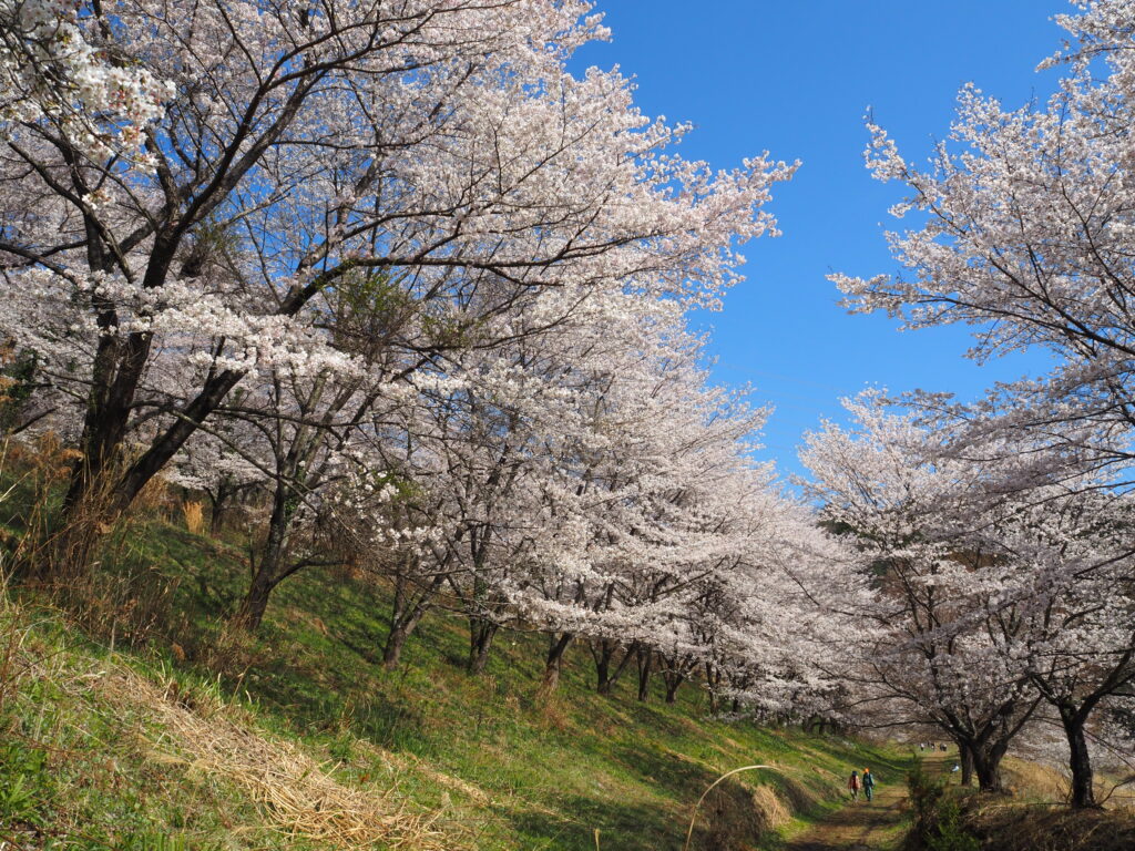 虎山の桜