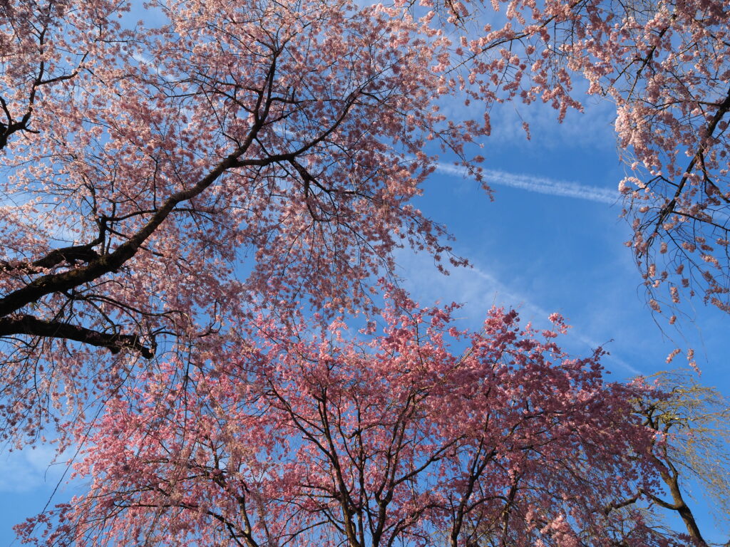 清雲寺の桜