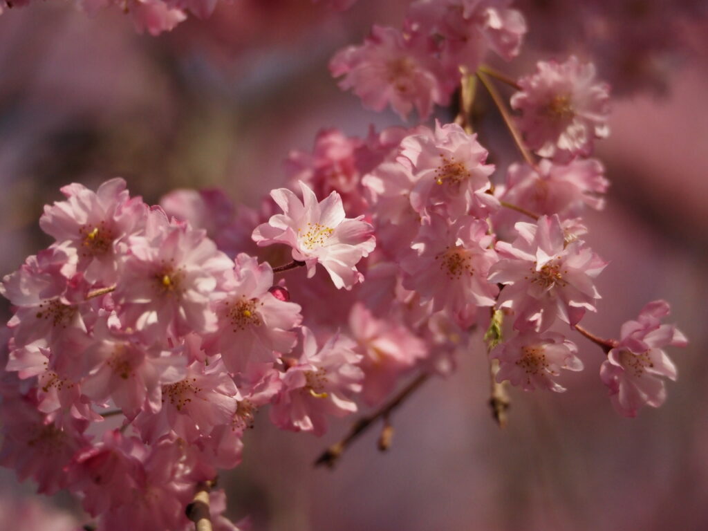 清雲寺の桜