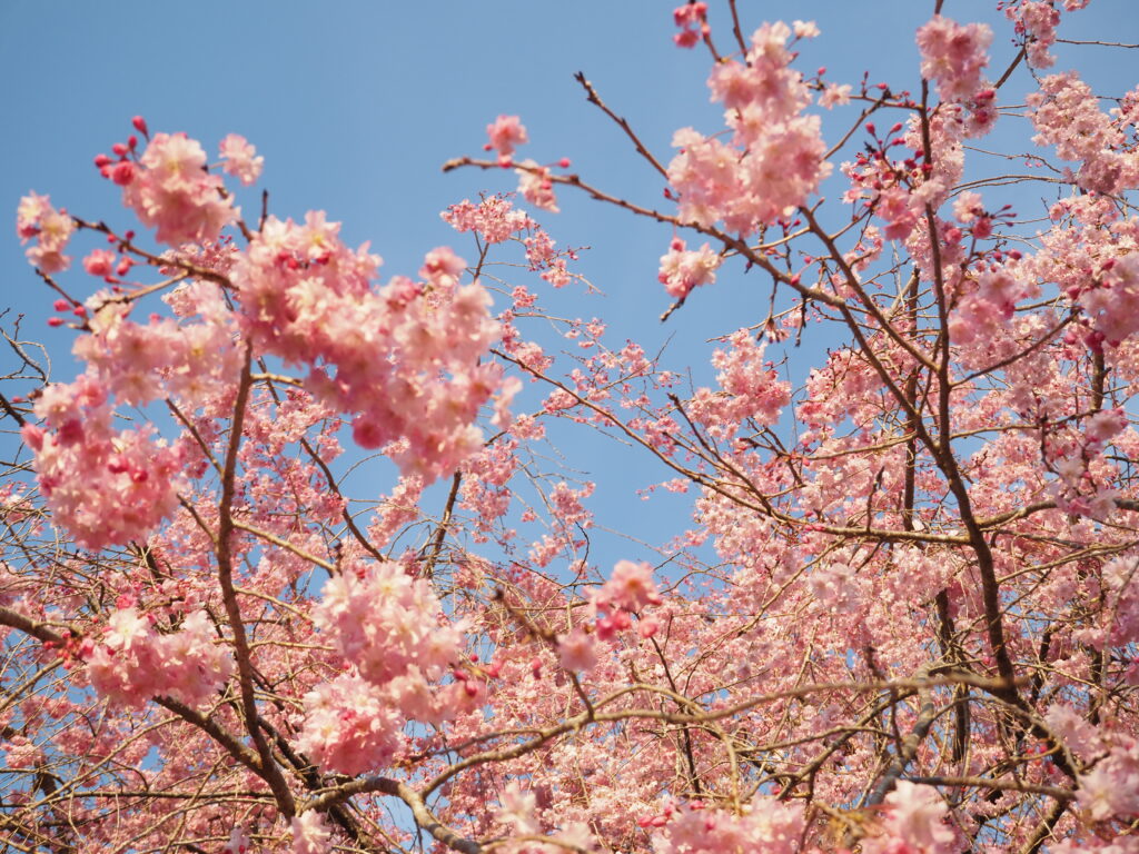 清雲寺の桜