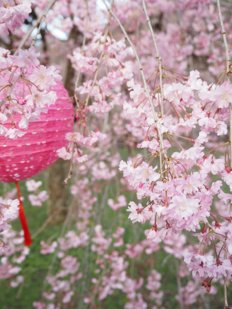 清雲寺の桜