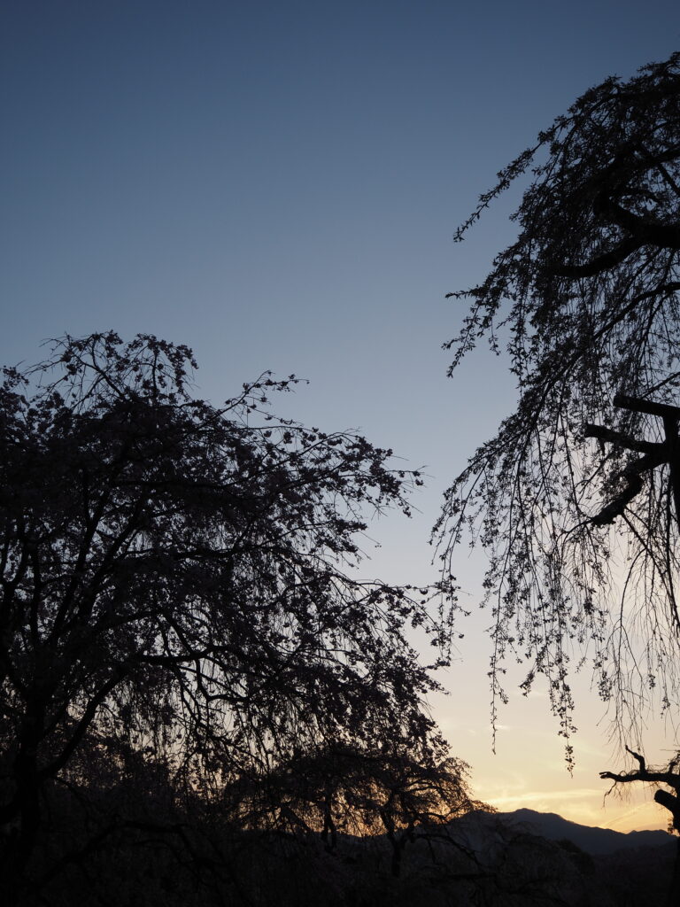 清雲寺の桜(シルエット)