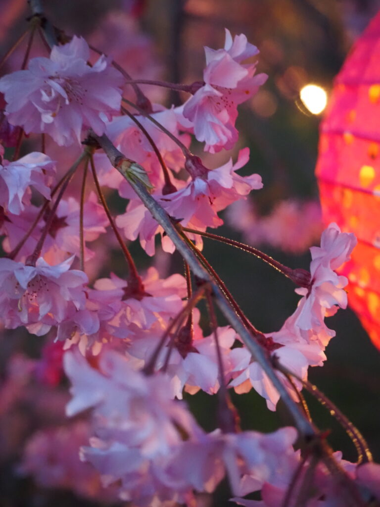 清雲寺の桜