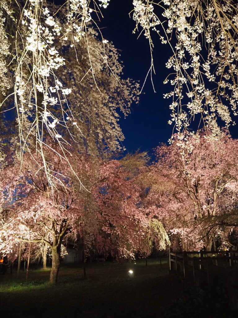 清雲寺の桜(ライトアップ)