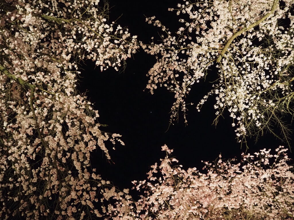 清雲寺の桜(ライトアップ)