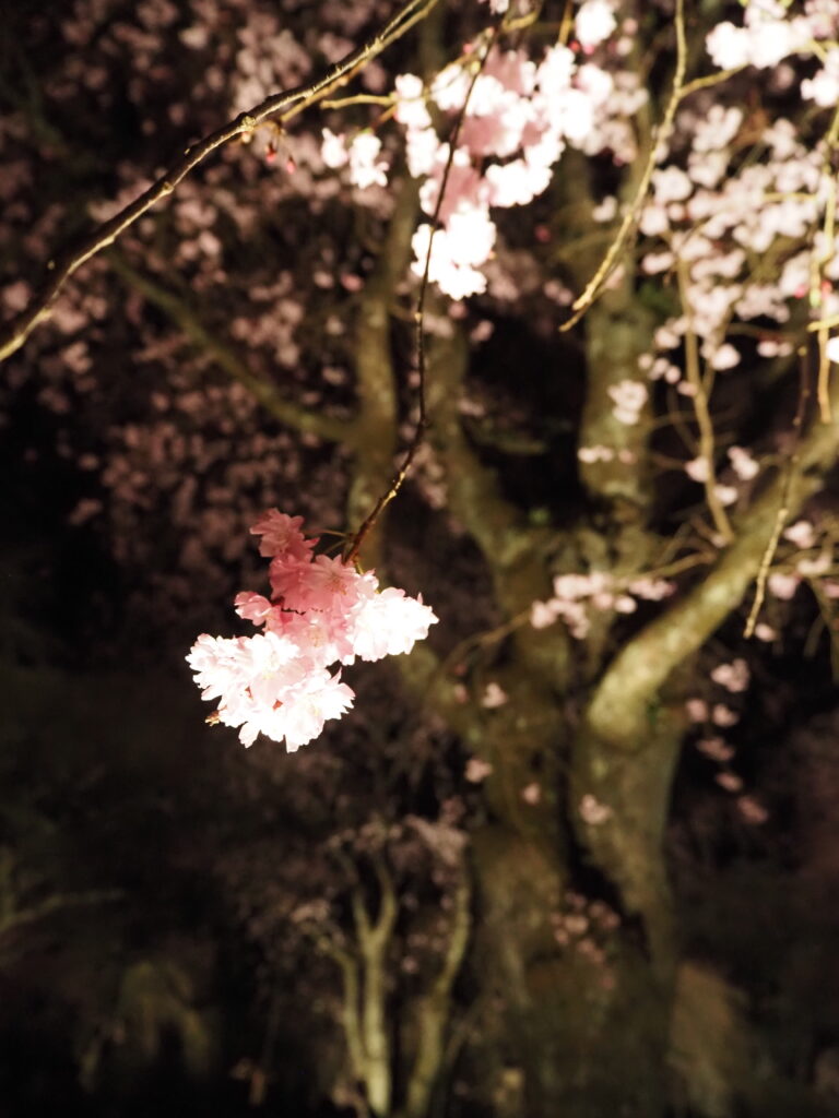 清雲寺の桜(ライトアップ)