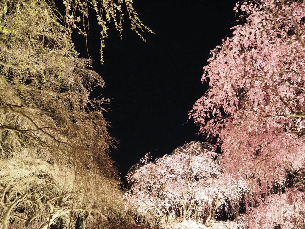 清雲寺の桜(ライトアップ)