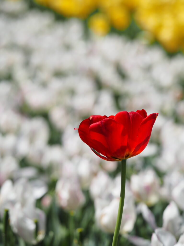 東京ドイツ村のチューリップ