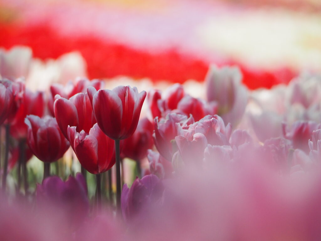 東京ドイツ村のチューリップ