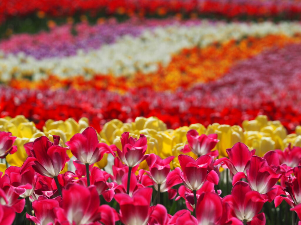 東京ドイツ村のチューリップ