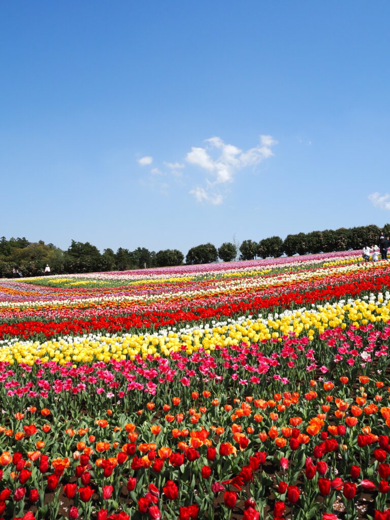 東京ドイツ村のチューリップ