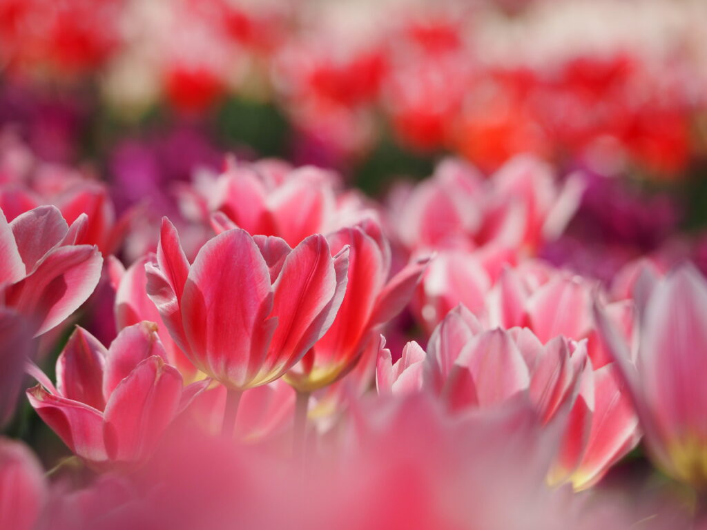 東京ドイツ村のチューリップ