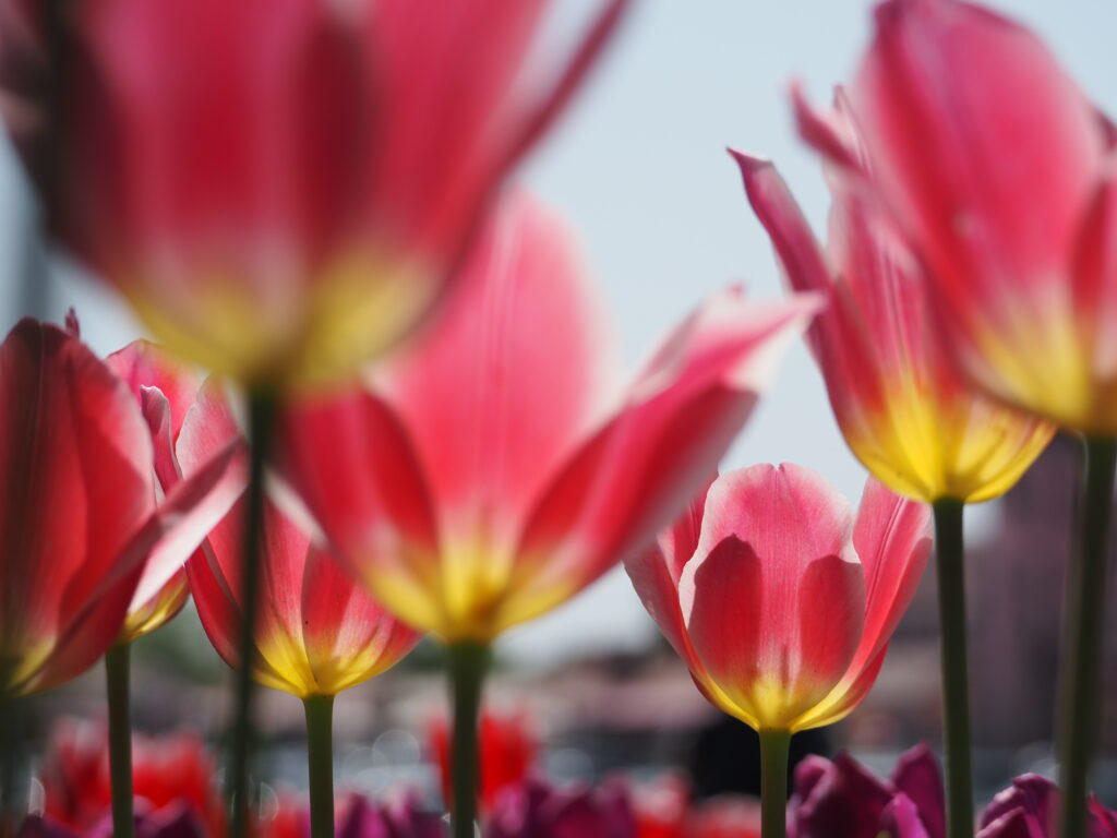 東京ドイツ村のチューリップ