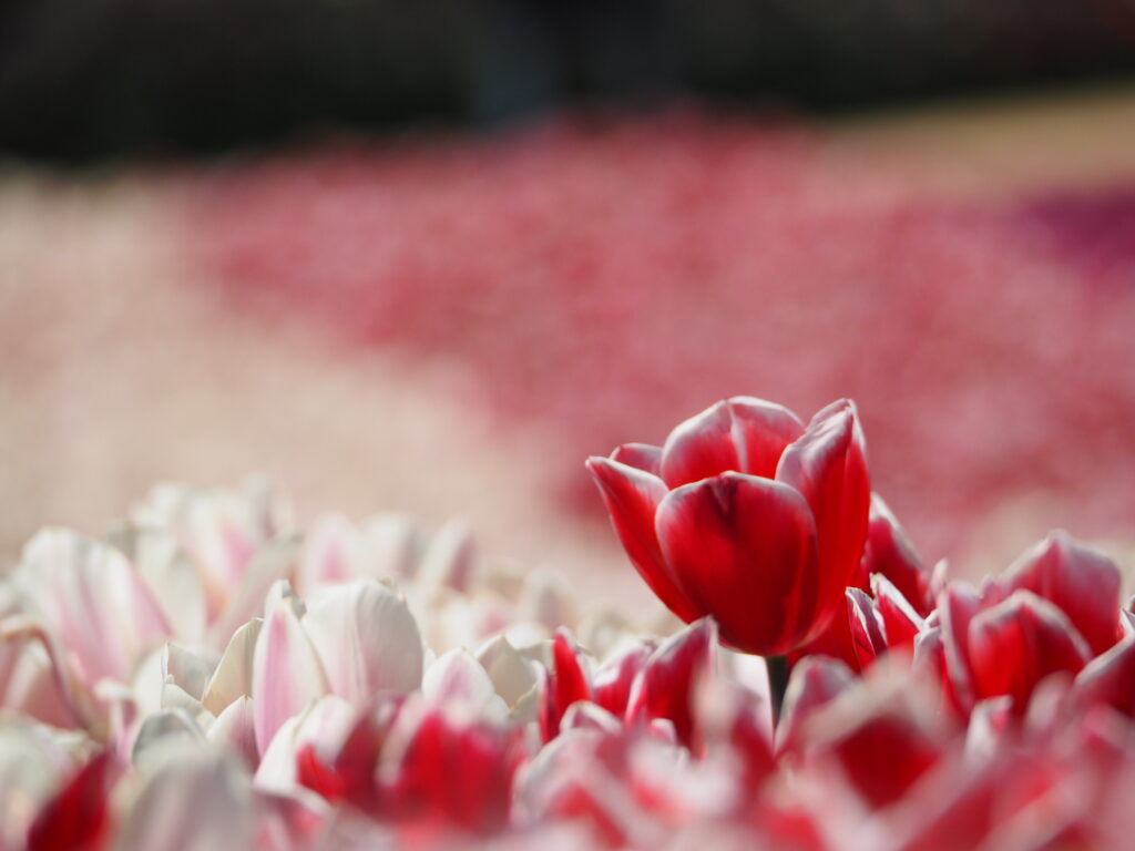 東京ドイツ村のチューリップ