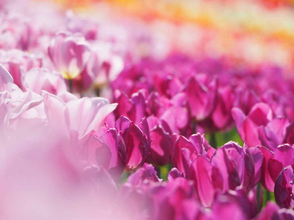 東京ドイツ村のチューリップ