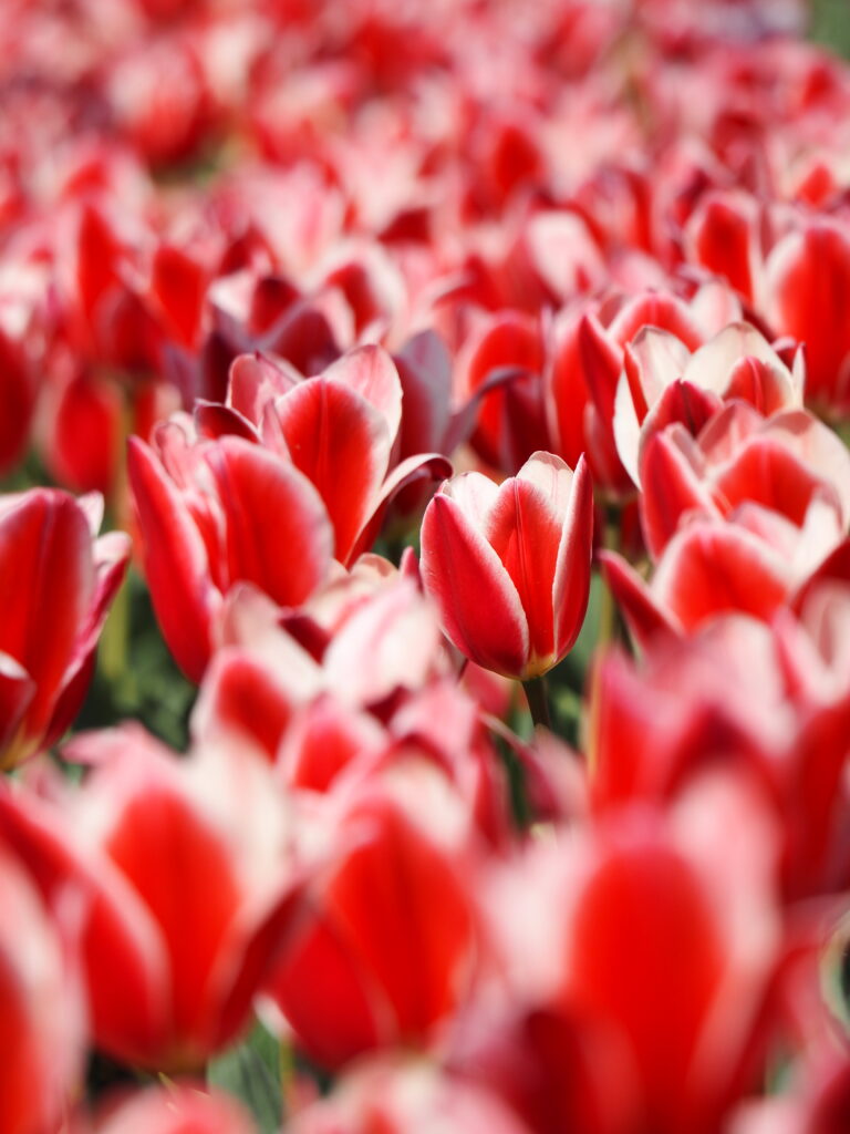 東京ドイツ村のチューリップ