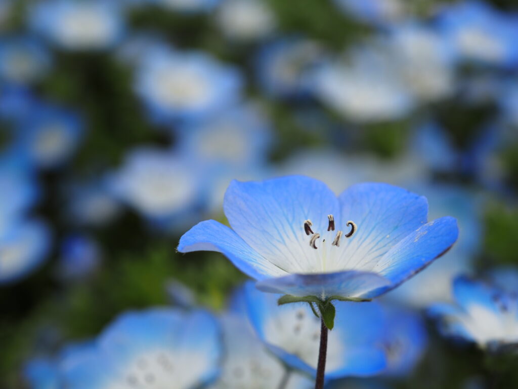 ひたち海浜公園のネモフィラ