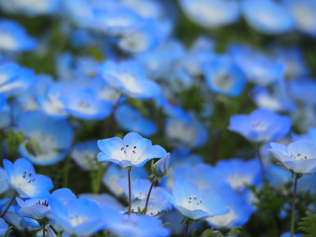 ひたち海浜公園のネモフィラ
