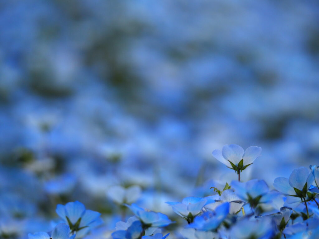 ひたち海浜公園のネモフィラ