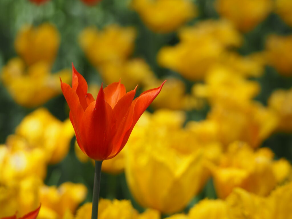 ひたち海浜公園のチューリップ