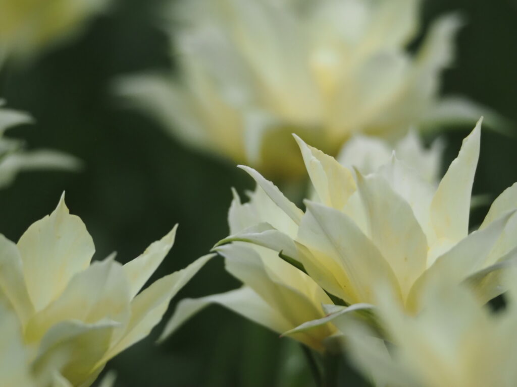 ひたち海浜公園のチューリップ