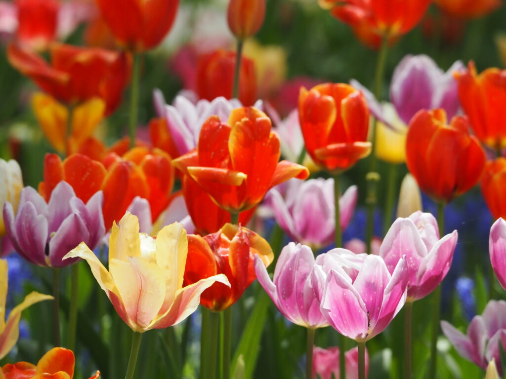ひたち海浜公園のチューリップ