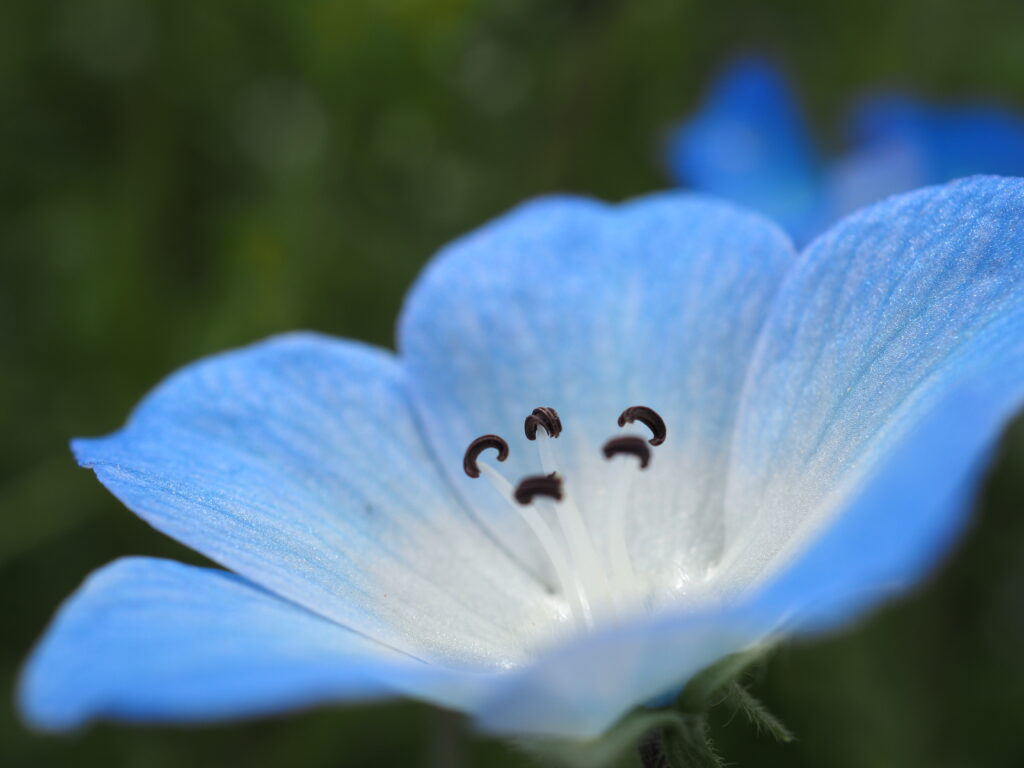 森林公園のネモフィラ
