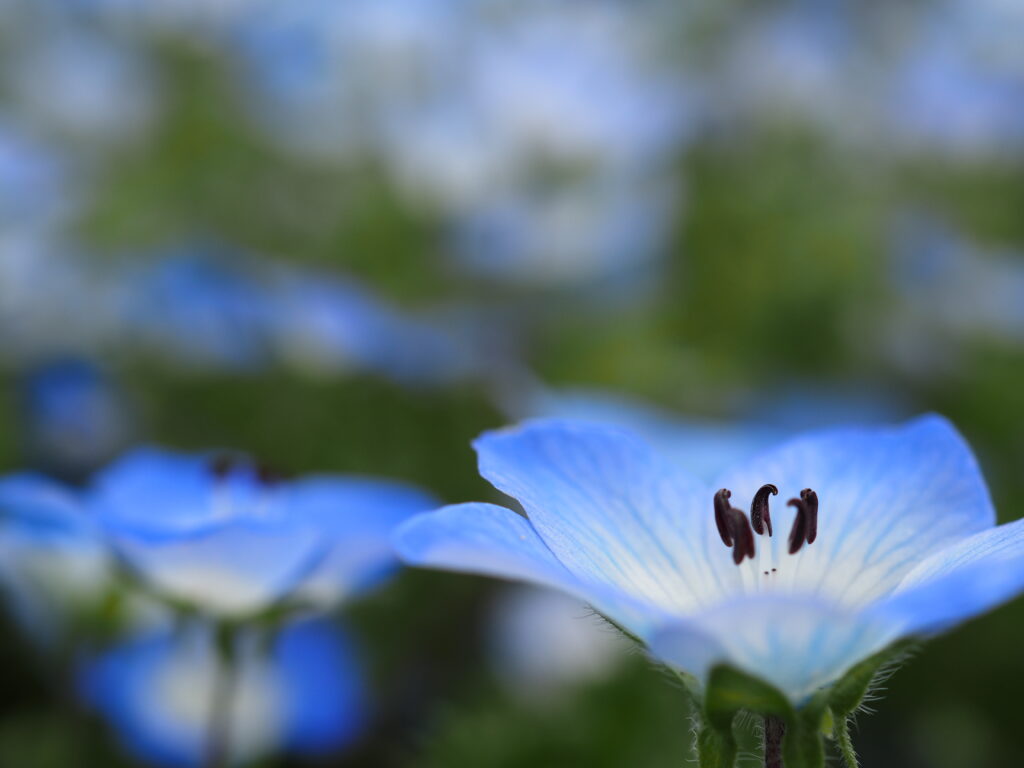 森林公園のネモフィラ