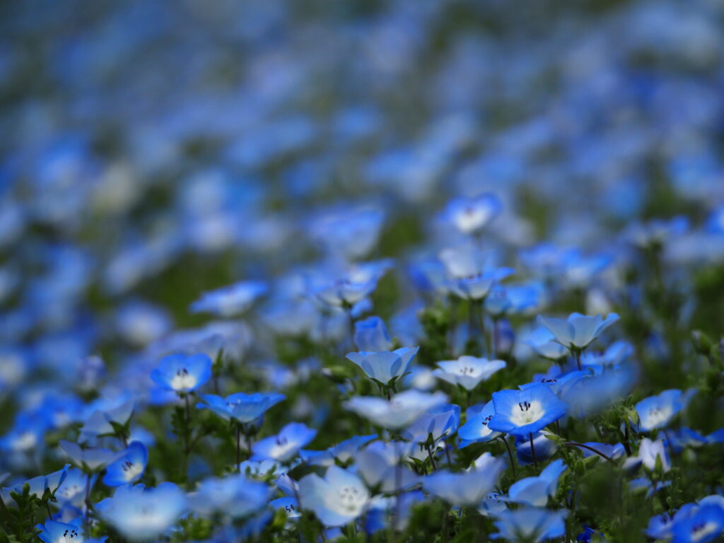 森林公園のネモフィラ
