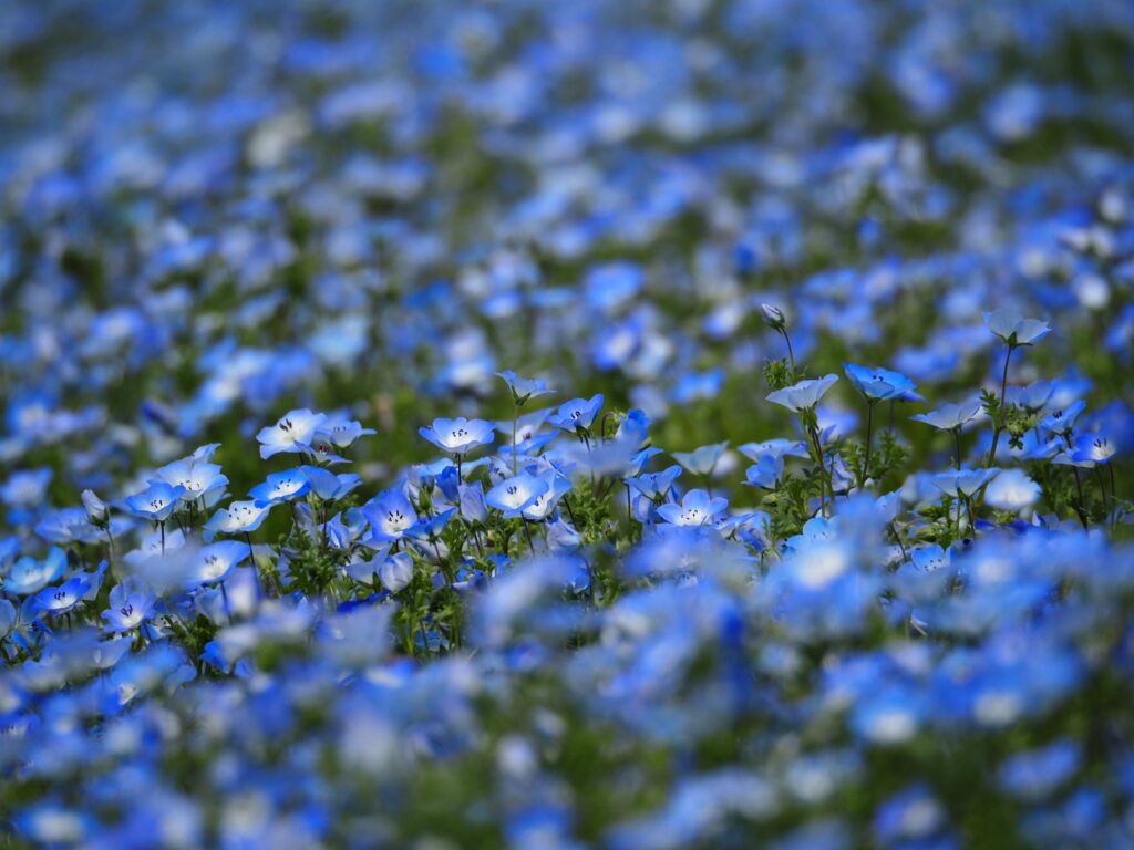 森林公園のネモフィラ