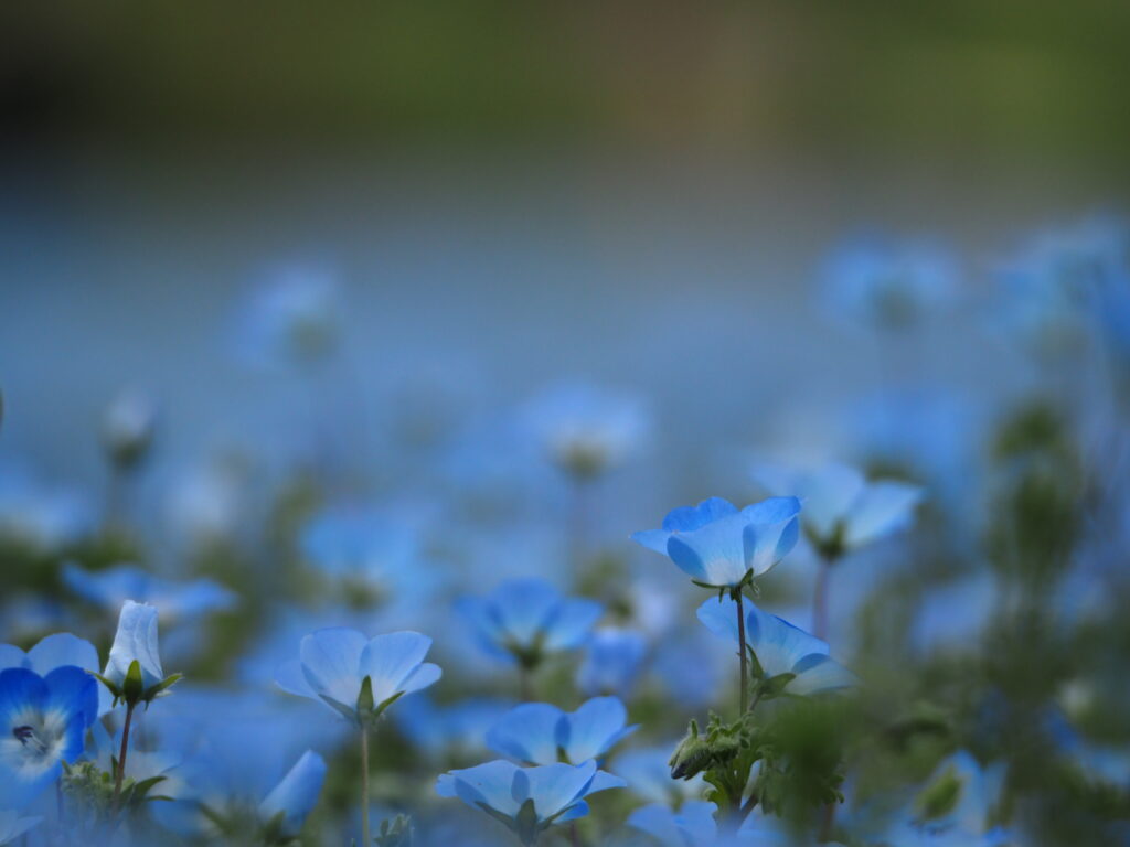 森林公園のネモフィラ