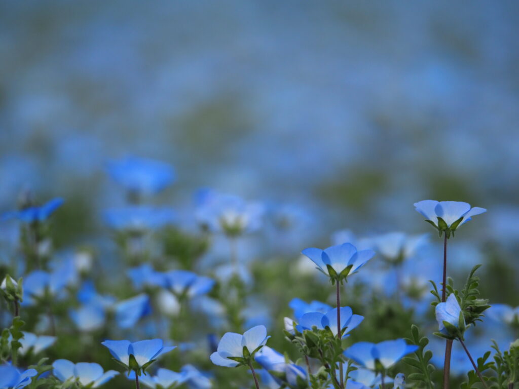 森林公園のネモフィラ