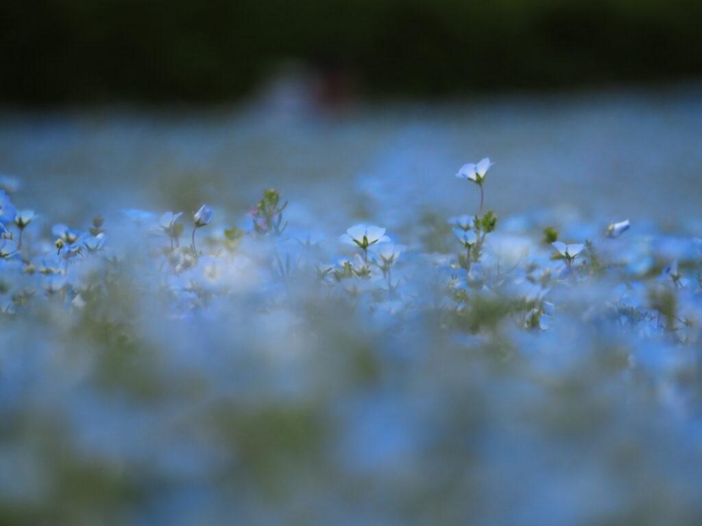 森林公園のネモフィラ