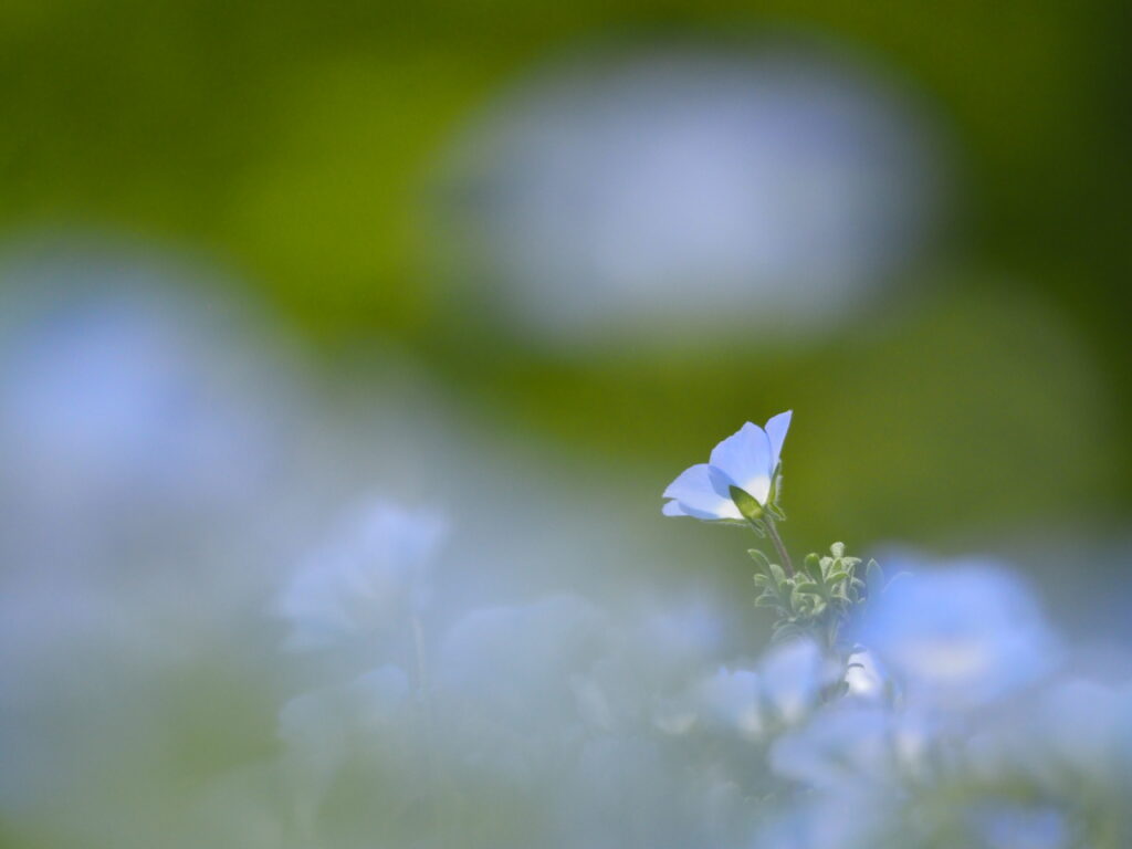 森林公園のネモフィラ