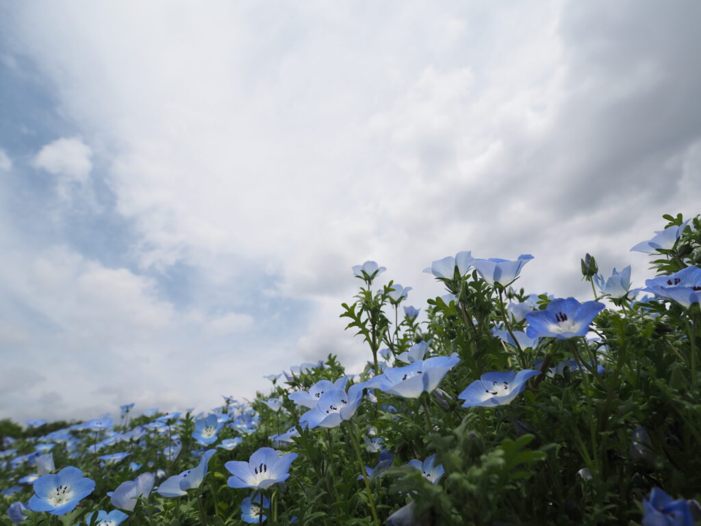 森林公園のネモフィラ