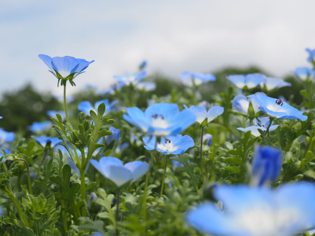森林公園のネモフィラ