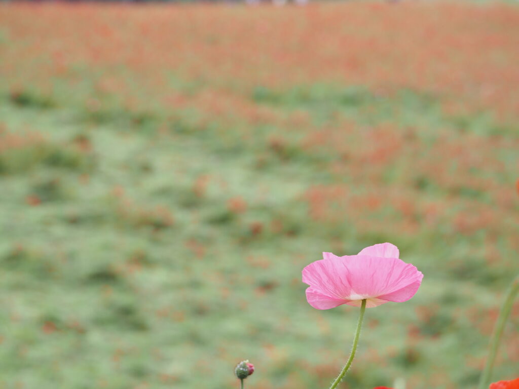 秩父高原牧場のポピー