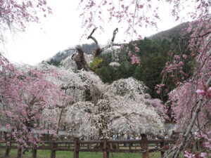 清雲寺の枝垂れ桜