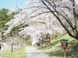 長瀞山不動寺参道の桜