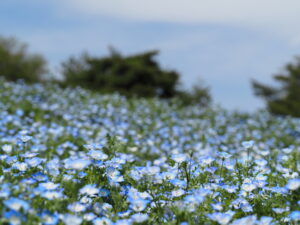 昭和記念公園のネモフィラの群生と青空