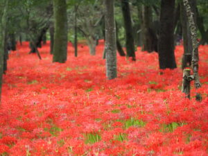 巾着田の曼珠沙華の群生