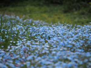 鼻高展望花の丘のネモフィラ